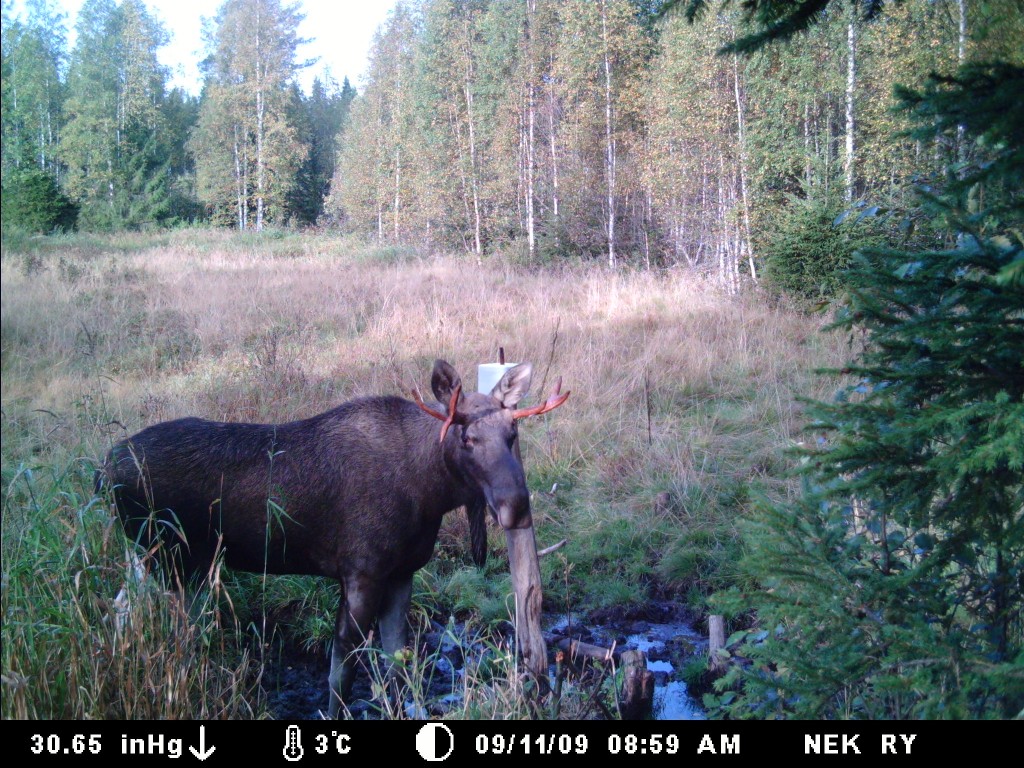 Niinimäen Eränkävijöiden toimintaa
